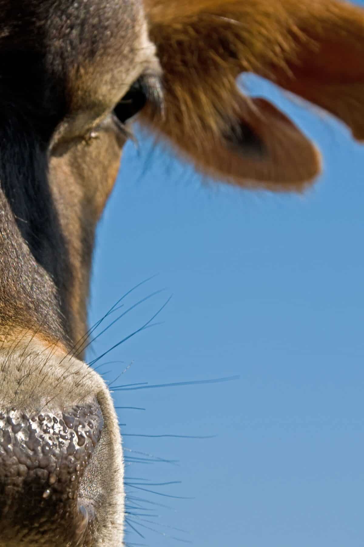 Close up of a Jersey Cow, Crabbé, St. Mary, Jersey
