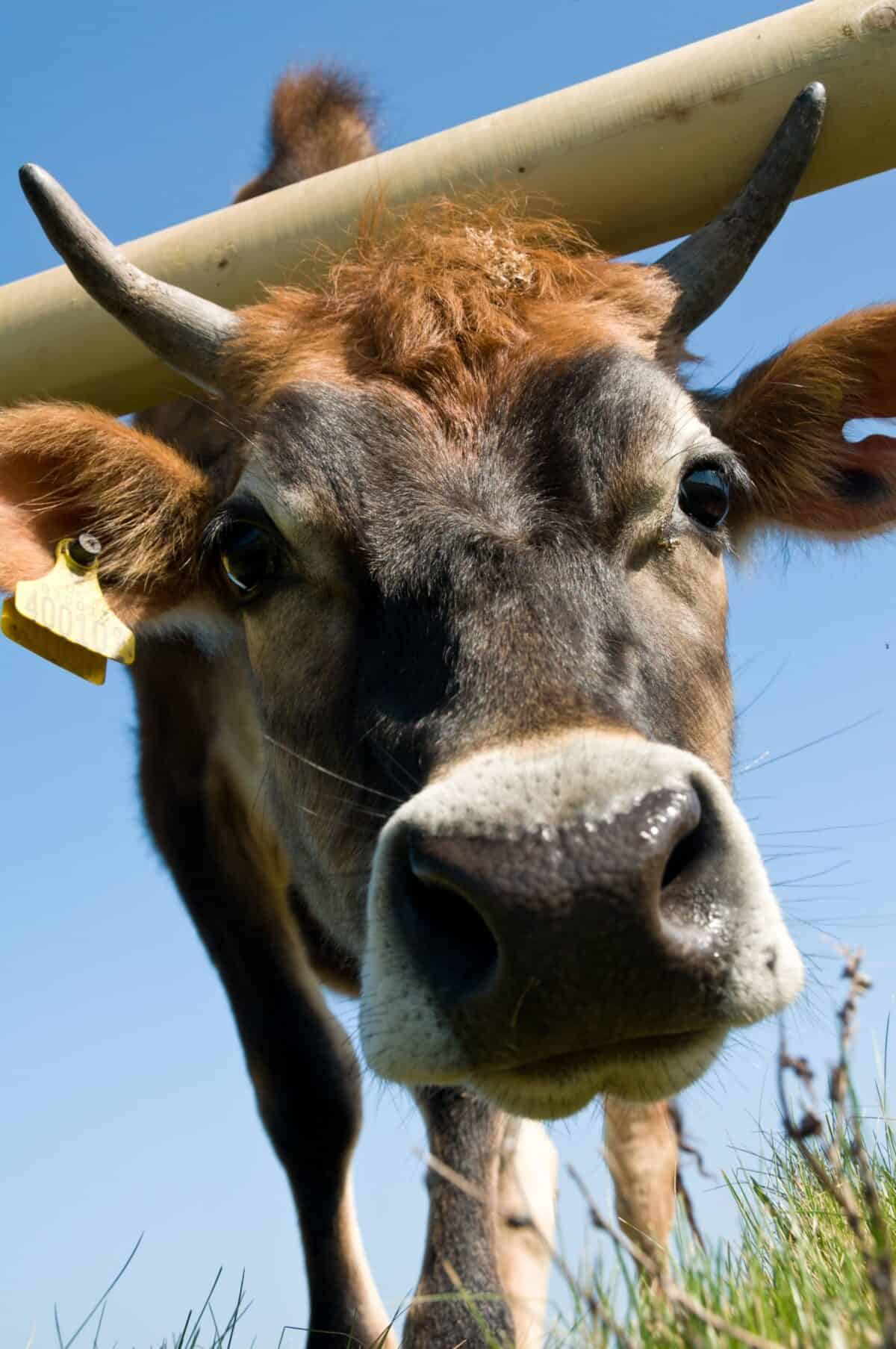Close up of a Jersey Cow, Crabbé, St. Mary, Jersey
