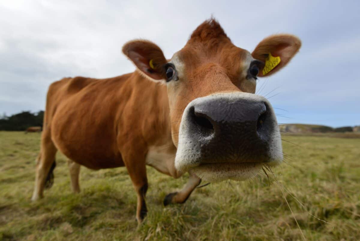 Close up of a Jersey Cow, near La Saline Slip, St. Ouen, Jersey