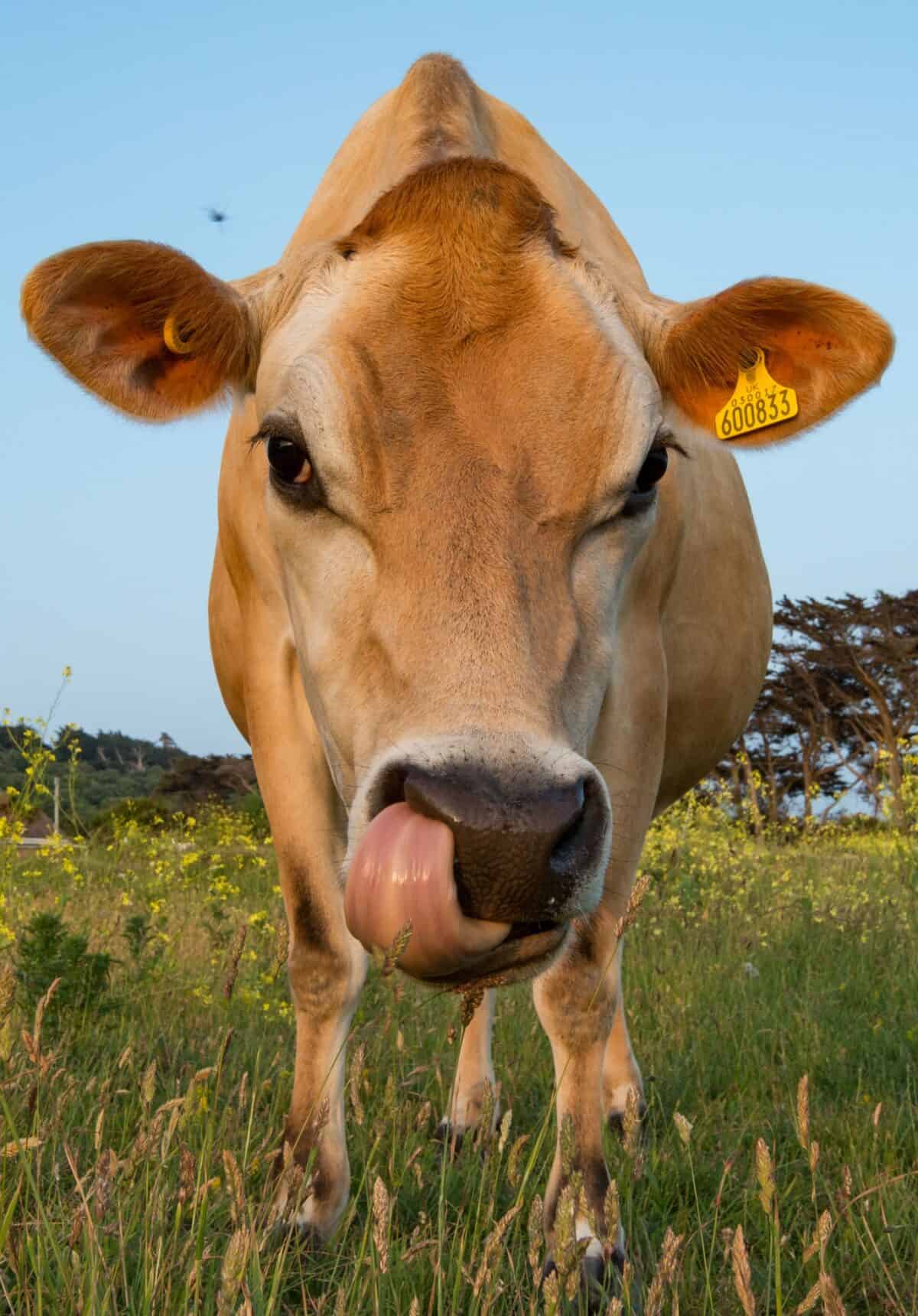 Jersey Cow in a field next to Les Laveurs Slip, St. Ouen's Bay