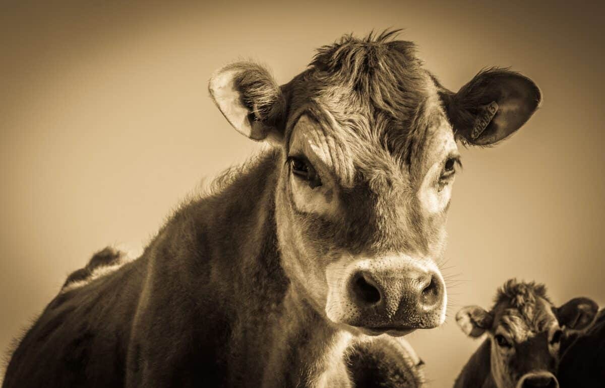 A Jersey cow in a field, The Lanes, Jersey, Channel Islands