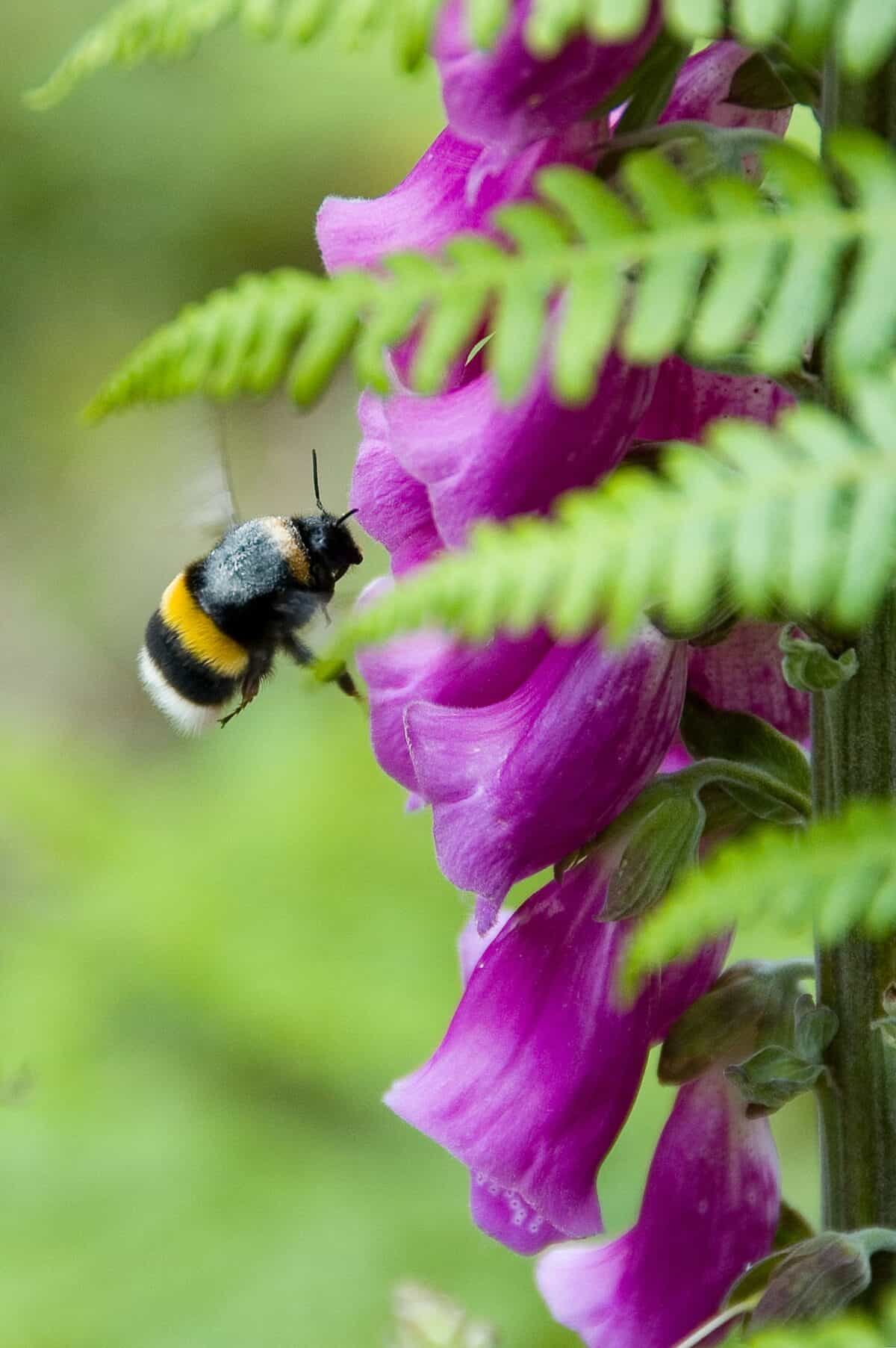 A bee, wild foxgloves, and ferns at Fern Valley Woodland Walk