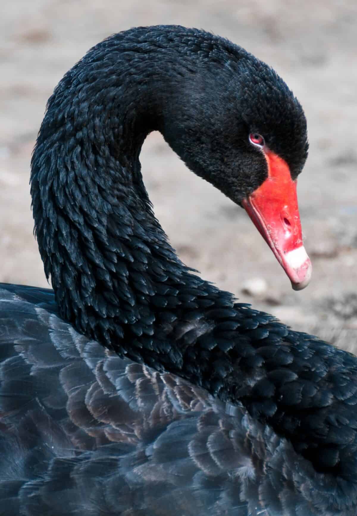 A black swan with a red beak on Grouville Marsh, Grouville