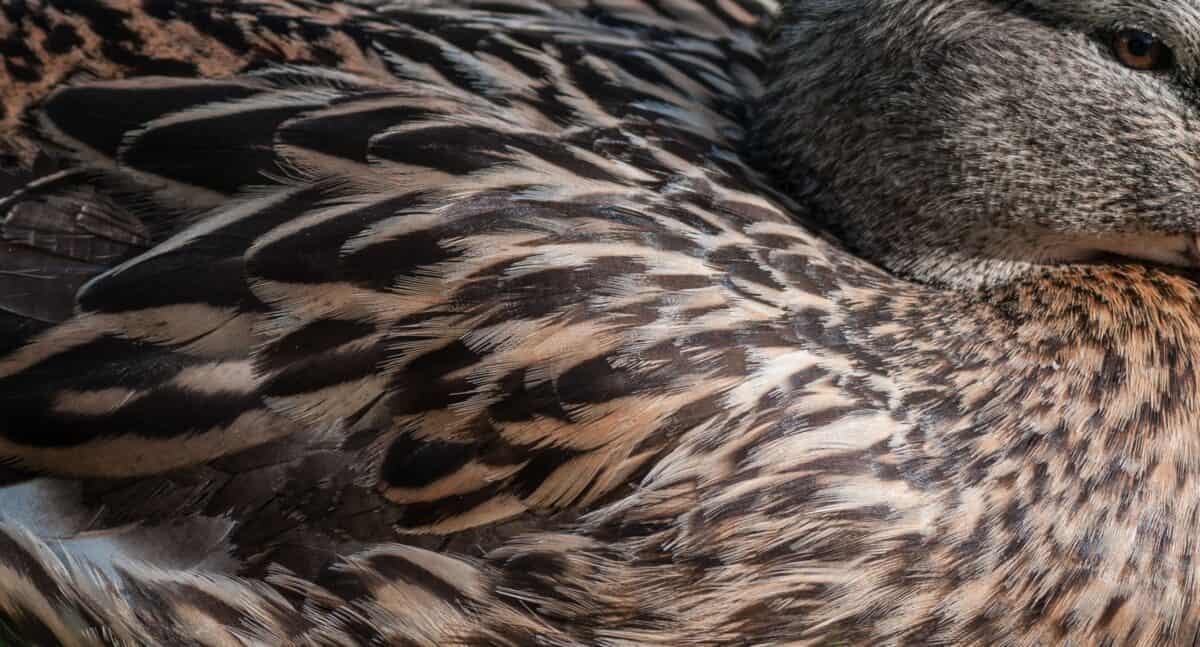 Close up of a duck on Gorey Village Common, Gorey, St. Martin