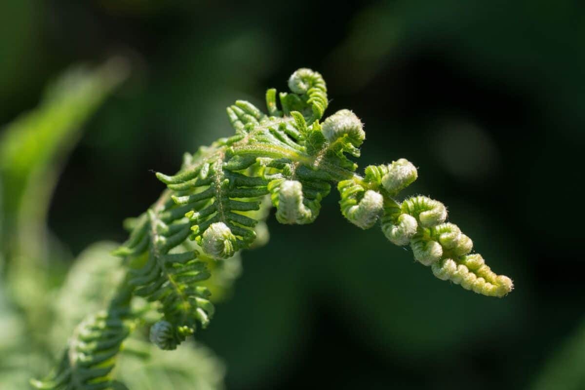 Close up of a fern unfurling in a field, Jersey, Channel Islands