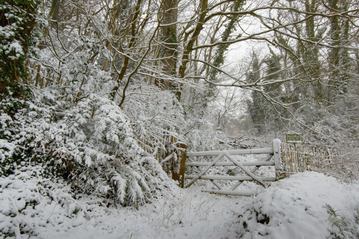 A gate and trees and branches in the snow at Waterworks Valley
