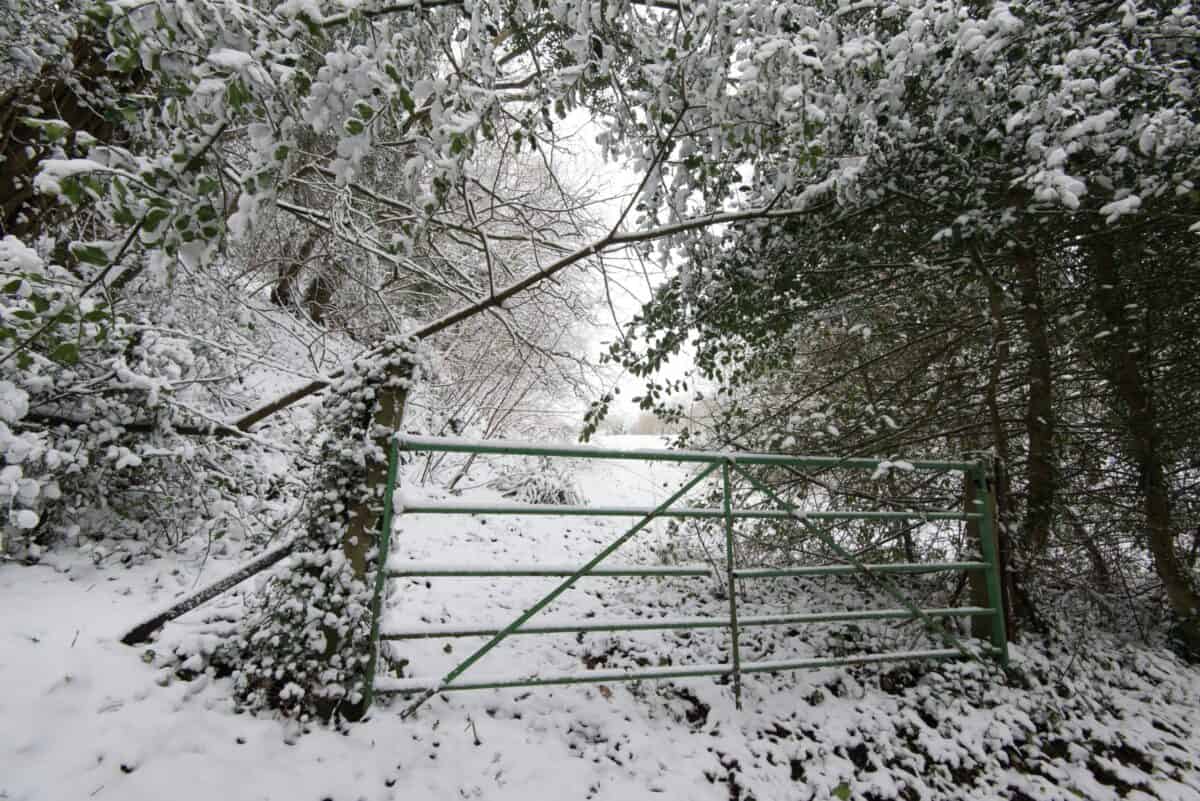 A gate and trees and branches in the snow at Waterworks Valley