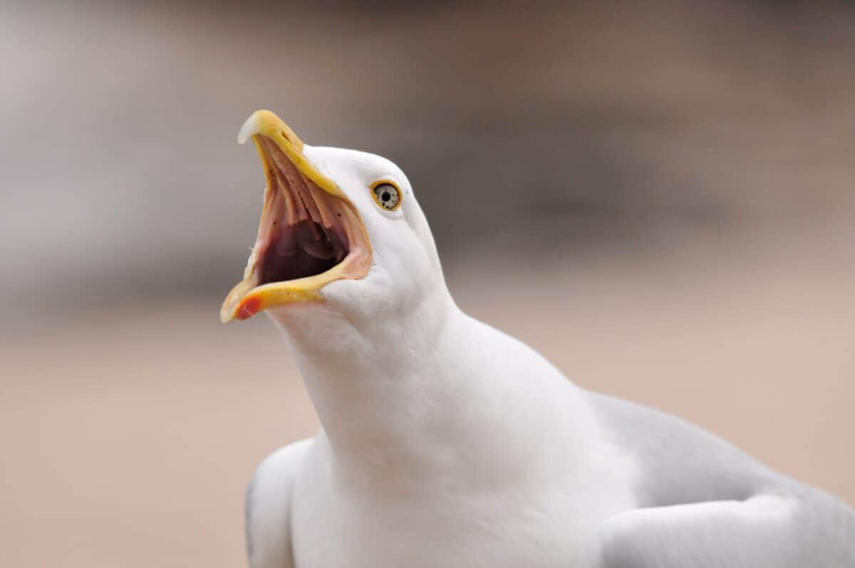 A large noisy herring gull screeching at La Rocque, Grouville