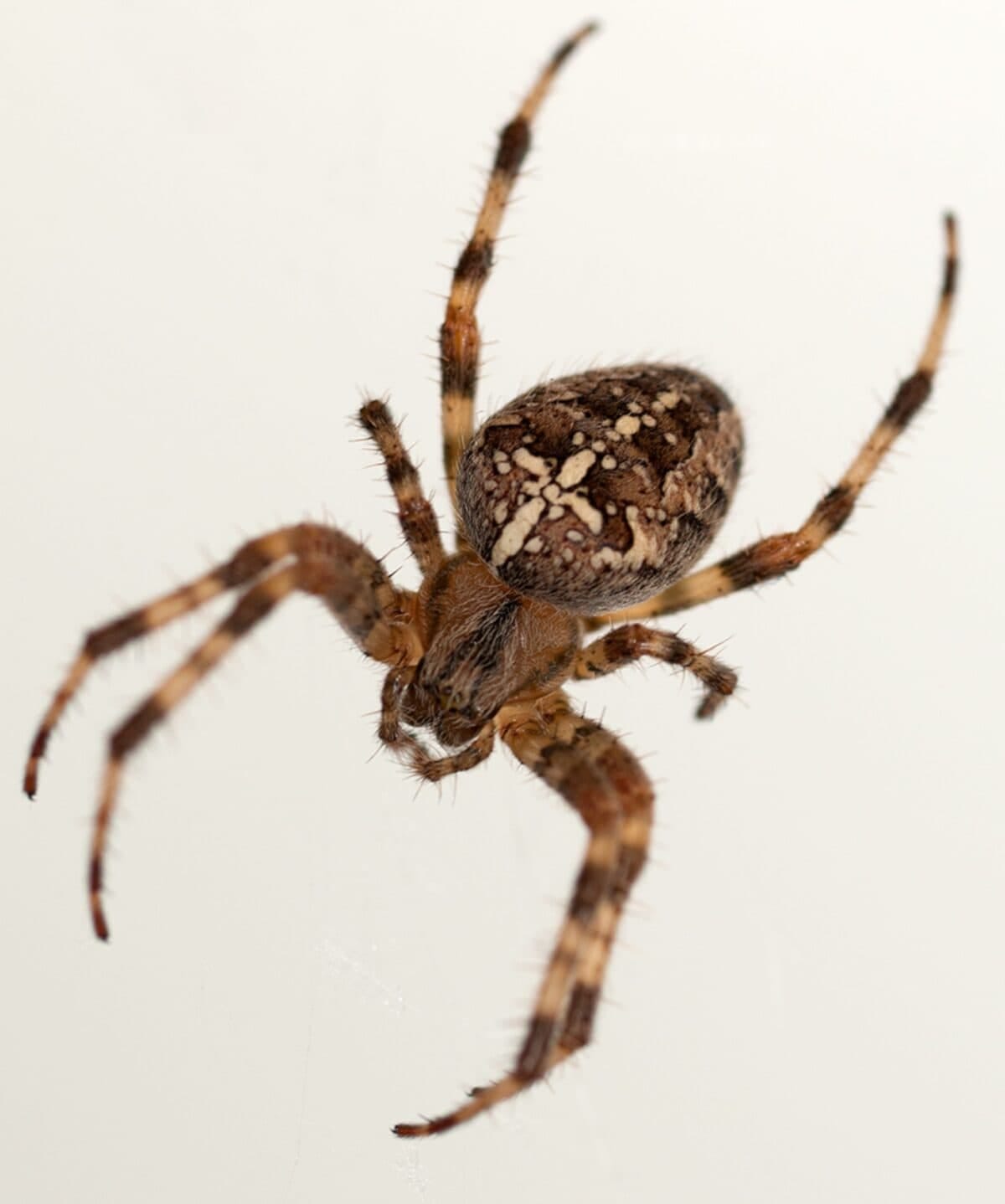 A spider on a web in front of a cream coloured wall