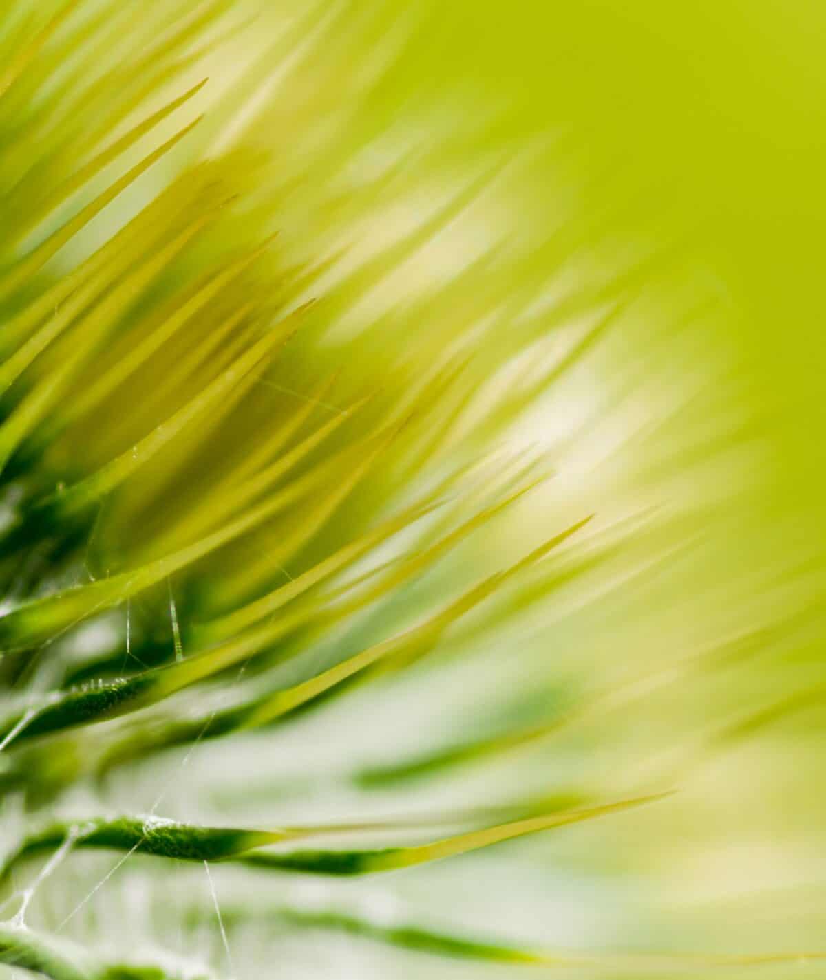Close up of a thistle at St. Catherine's Woods, St. Martin