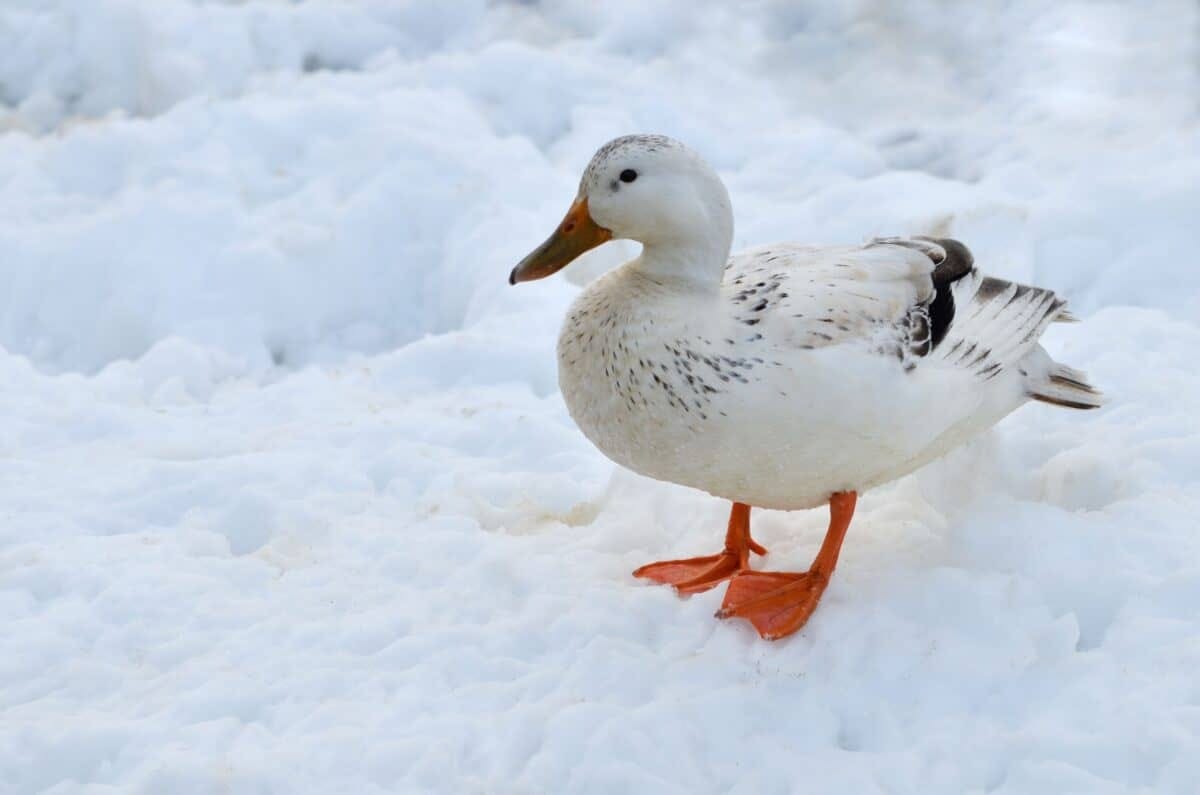A white duck in the snow, Royal Jersey Showground, Trinity