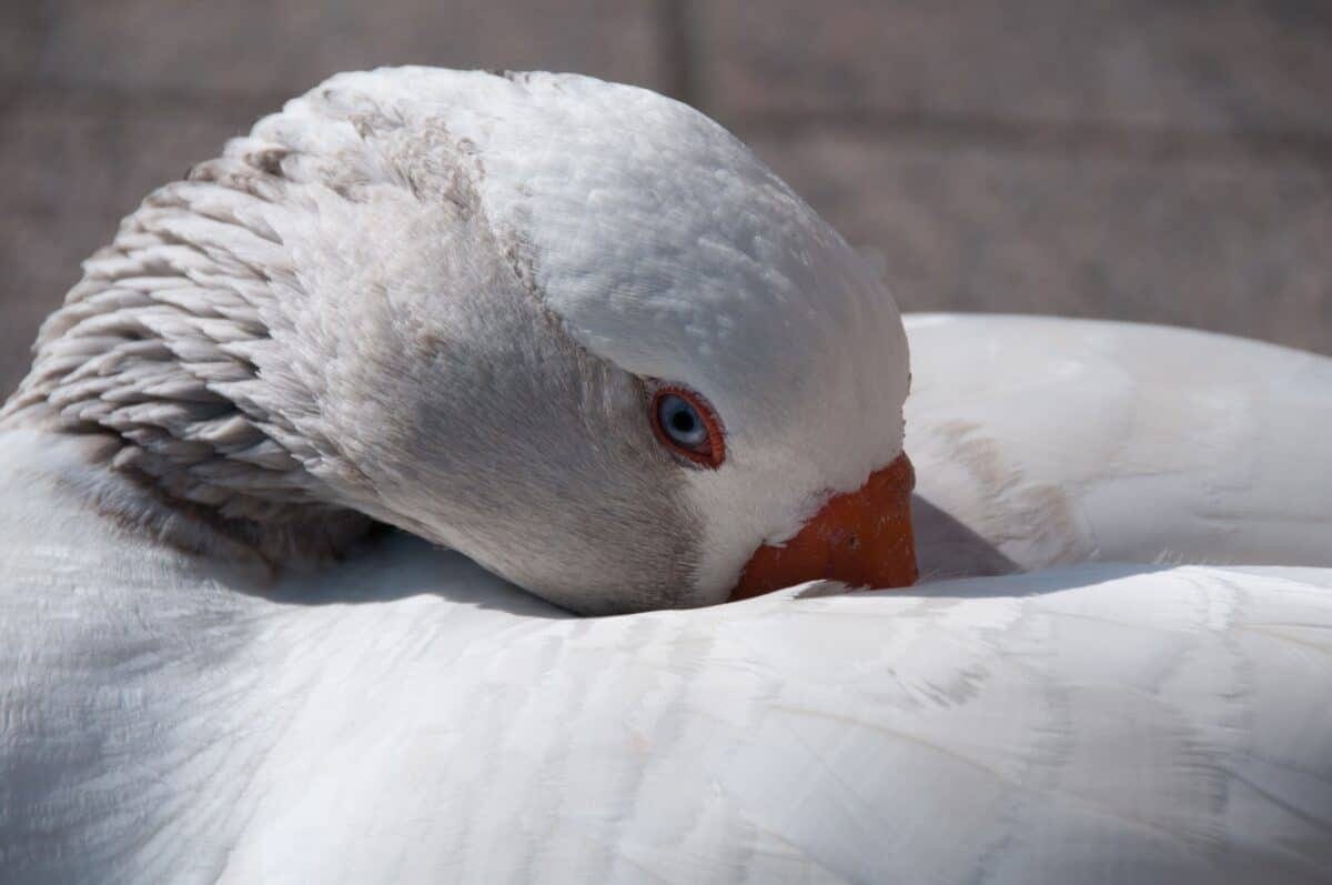 A white goose near the slipway at St. Aubin, St. Brelade