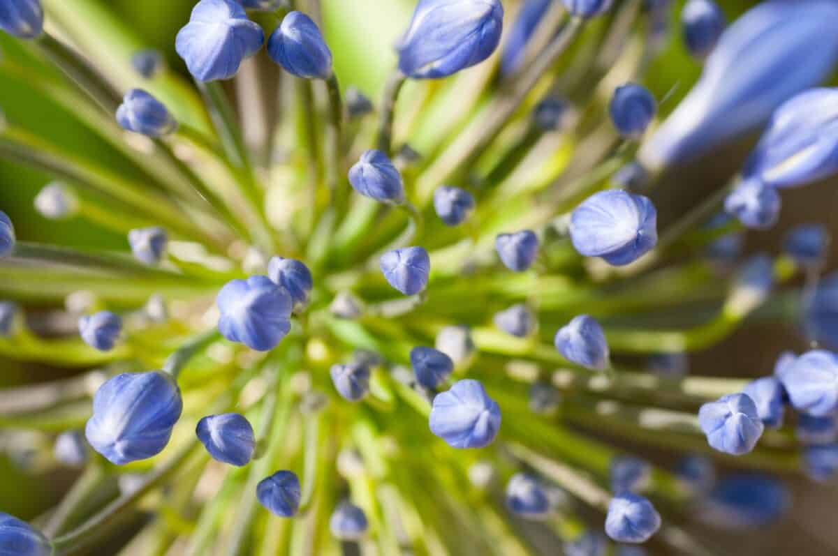 Agapanthus flowers, The Lanes, St. Ouen, Jersey