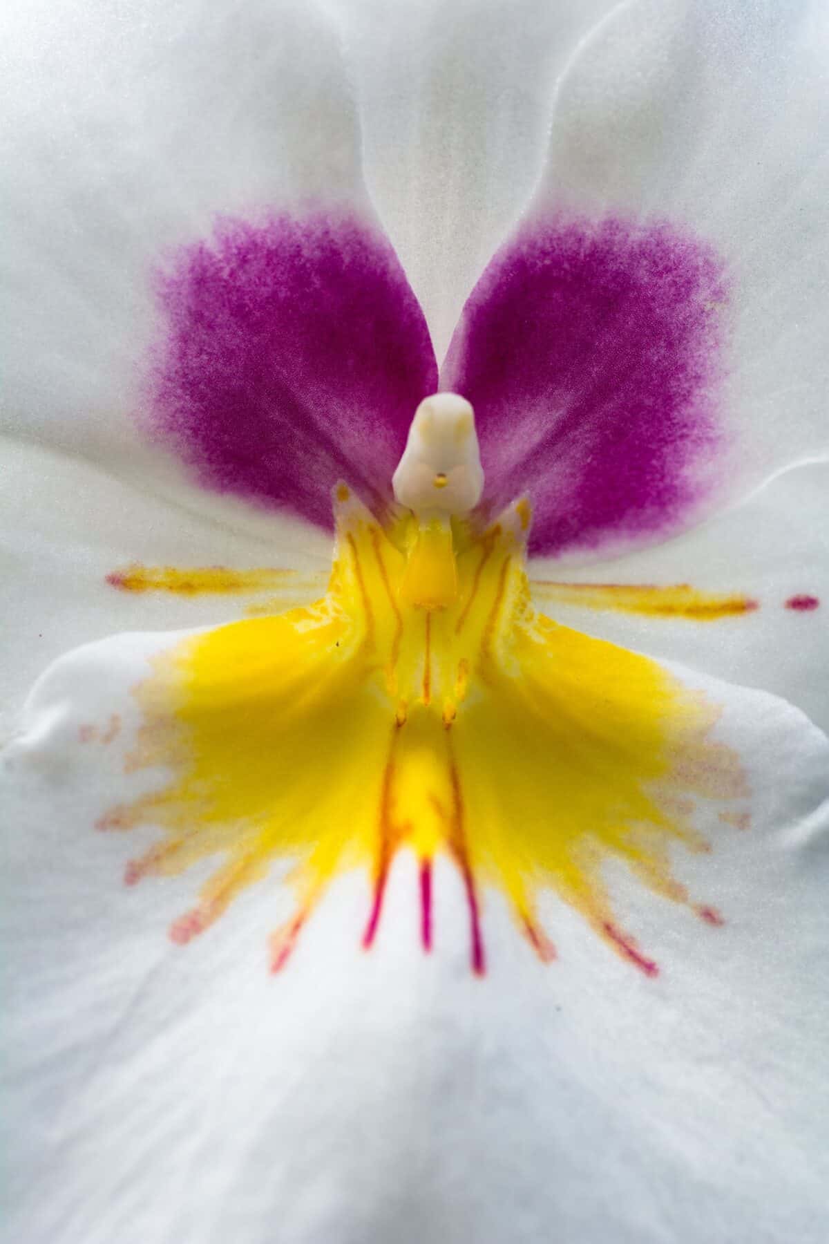 Close up of an orchid flower taken at Jersey Orchid Foundation