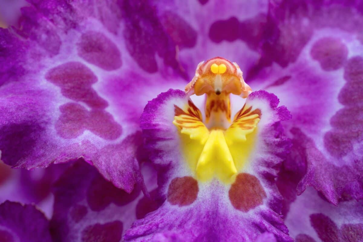 Close up of an orchid flower taken at Jersey Orchid Foundation
