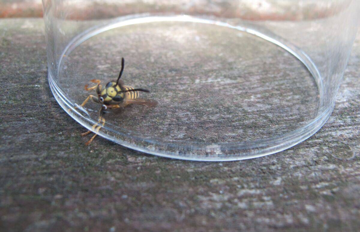 Angry trapped wasp, trying to lift a glass up