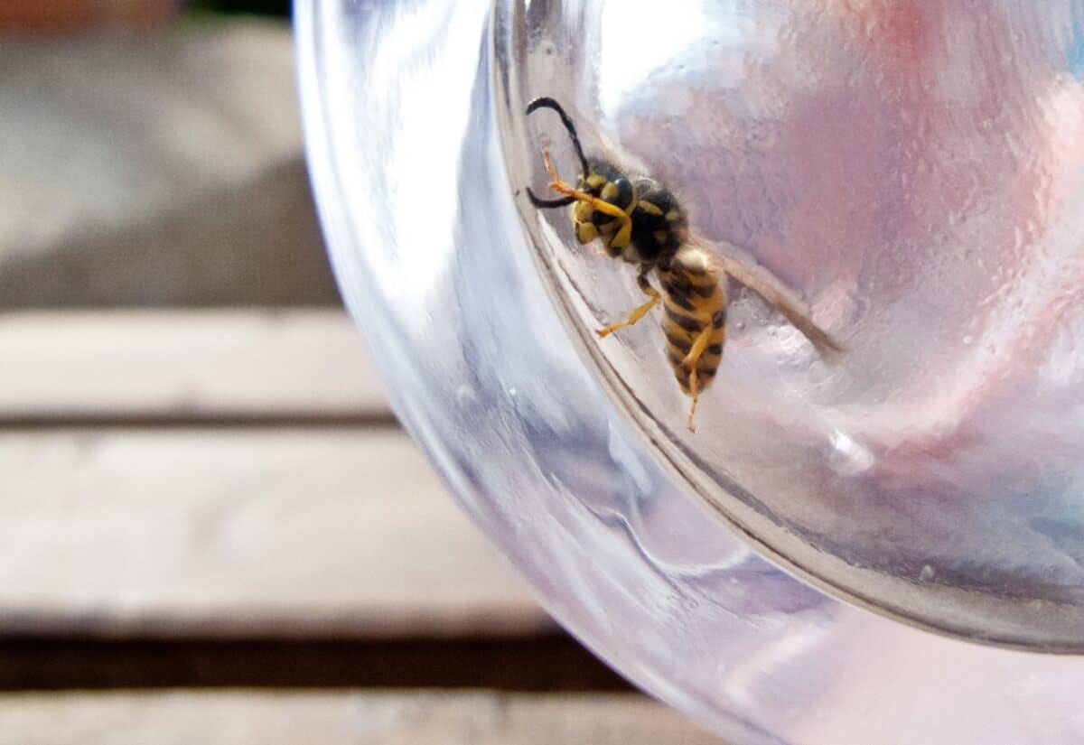 Angry wasp trapped in a glass