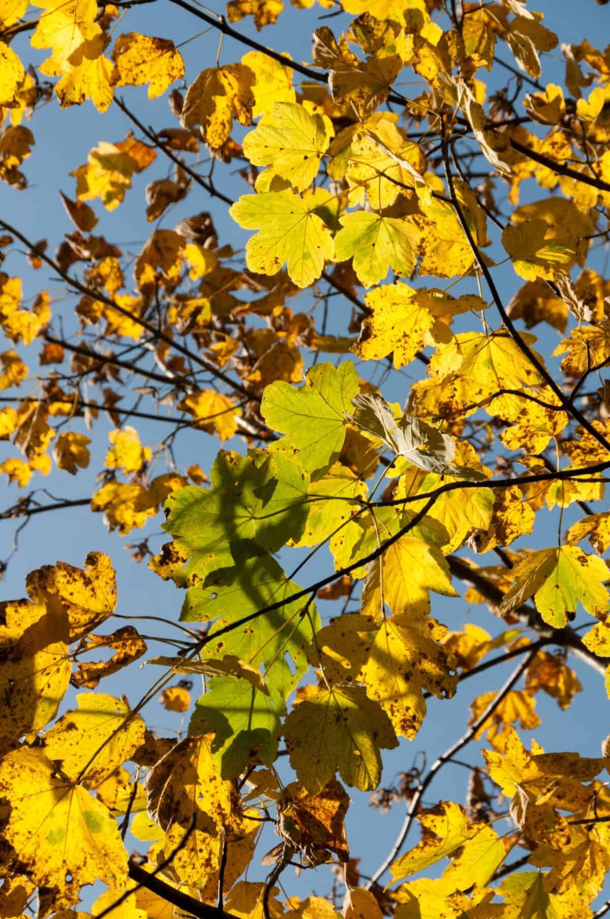 Autumnal sunlit leaves in Waterworks Valley, St. Lawrence