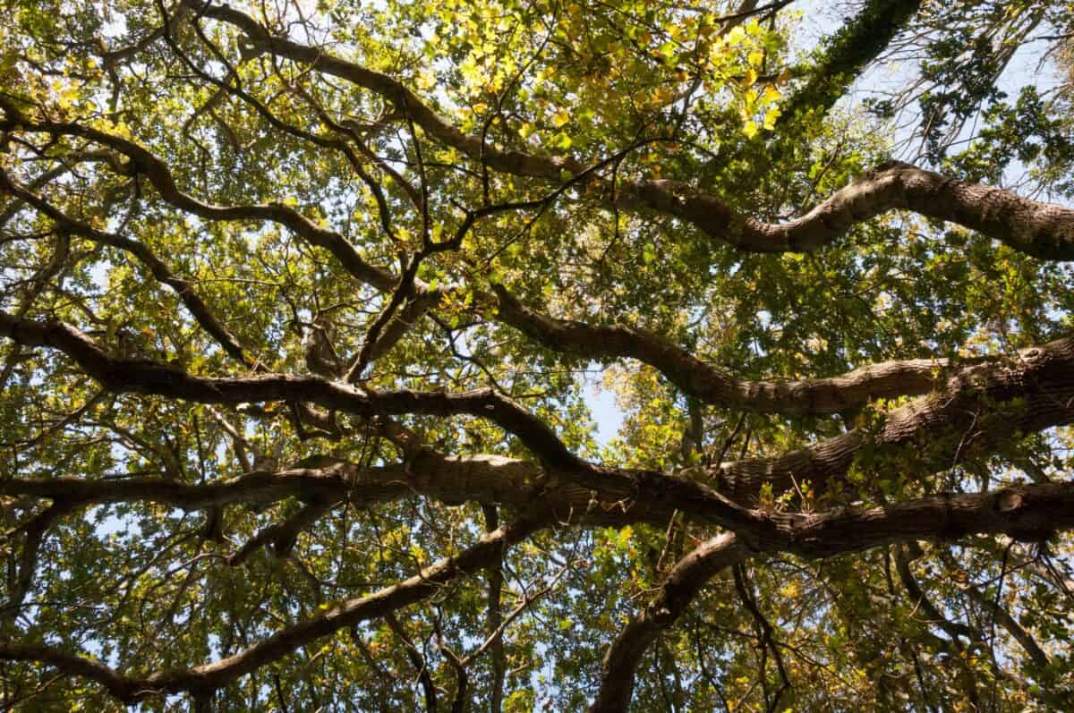 Autumnal branches in Waterworks Valley, St. Lawrence, Jersey