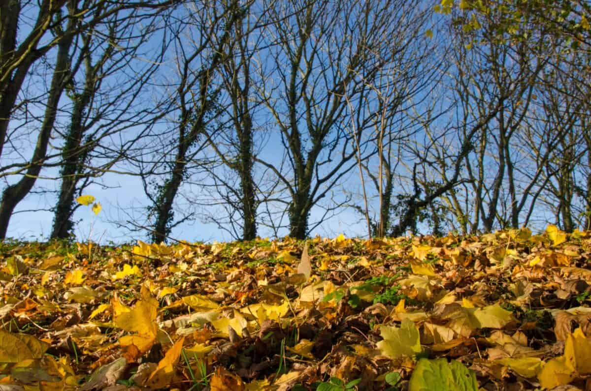 Autumnal leaves at Jardin d'Olivet, Trinity, Jersey