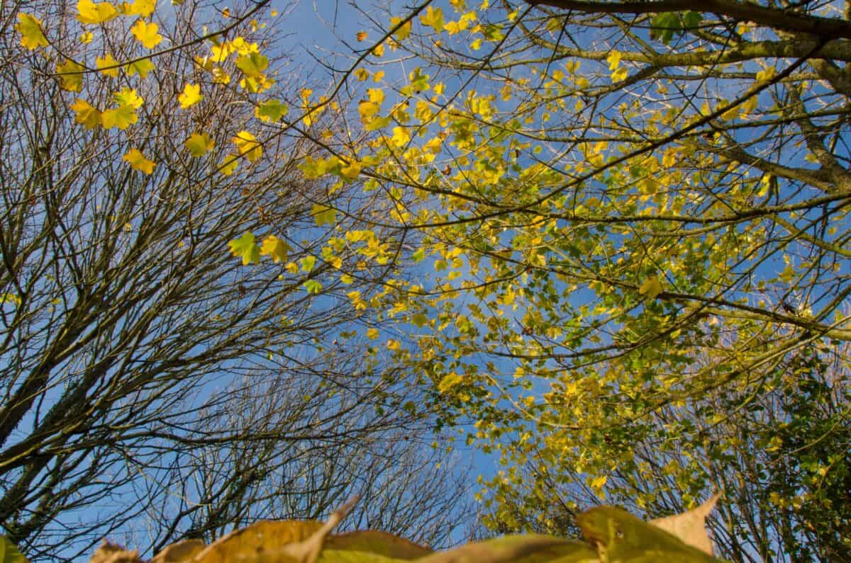 Autumnal leaves at Jardin d'Olivet, Trinity, Jersey