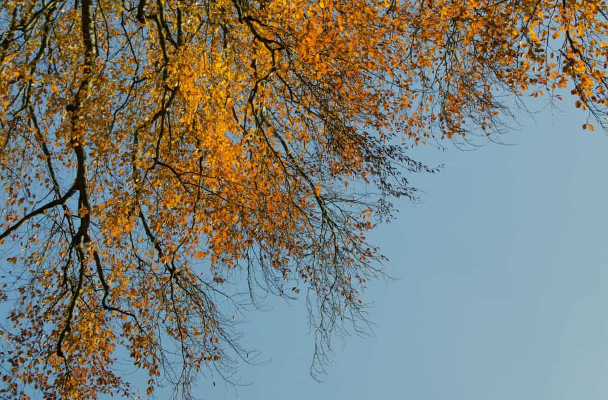 Autumnal leaves in St. Peter's Valley, St. Peter, Jersey