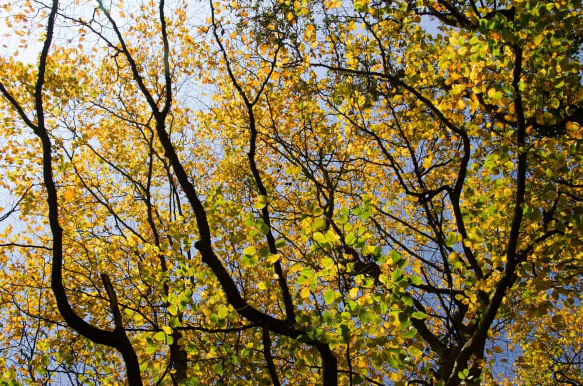 Autumnal leaves in St. Peter's Valley, St. Peter, Jersey