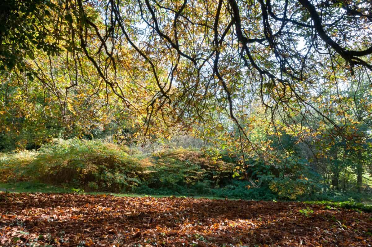 Autumnal leaves in Waterworks Valley, St. Lawrence, Jersey