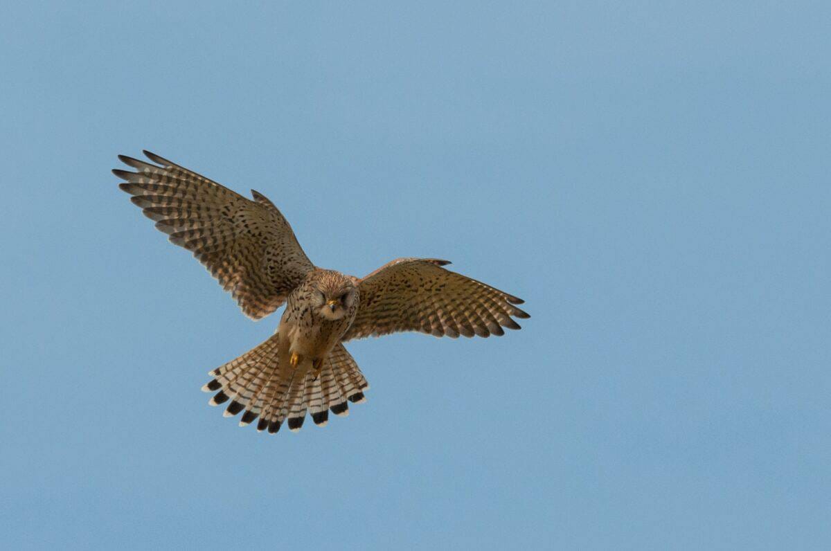 Beautiful backlit kestrel at L'Etacq, St. Ouen, Jersey