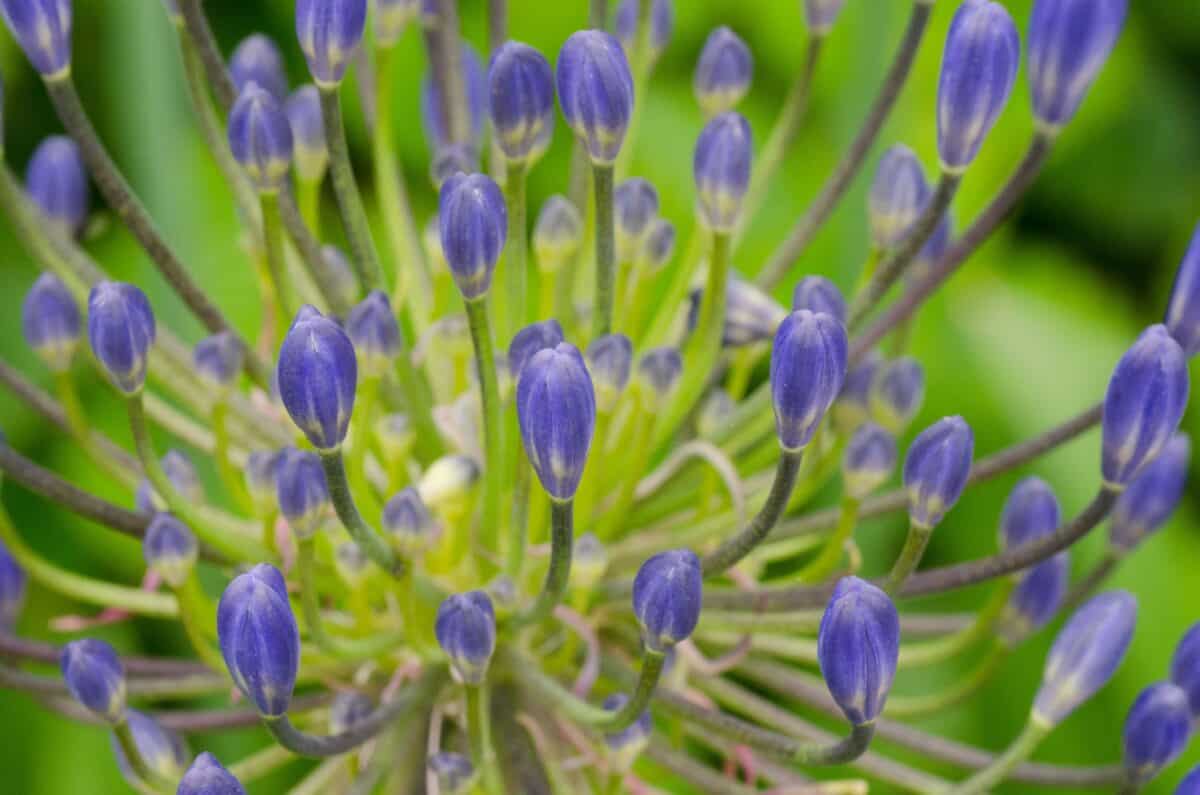 Blue agapanthus flowers at Jersey Zoo (Durrell), Trinity, Jersey