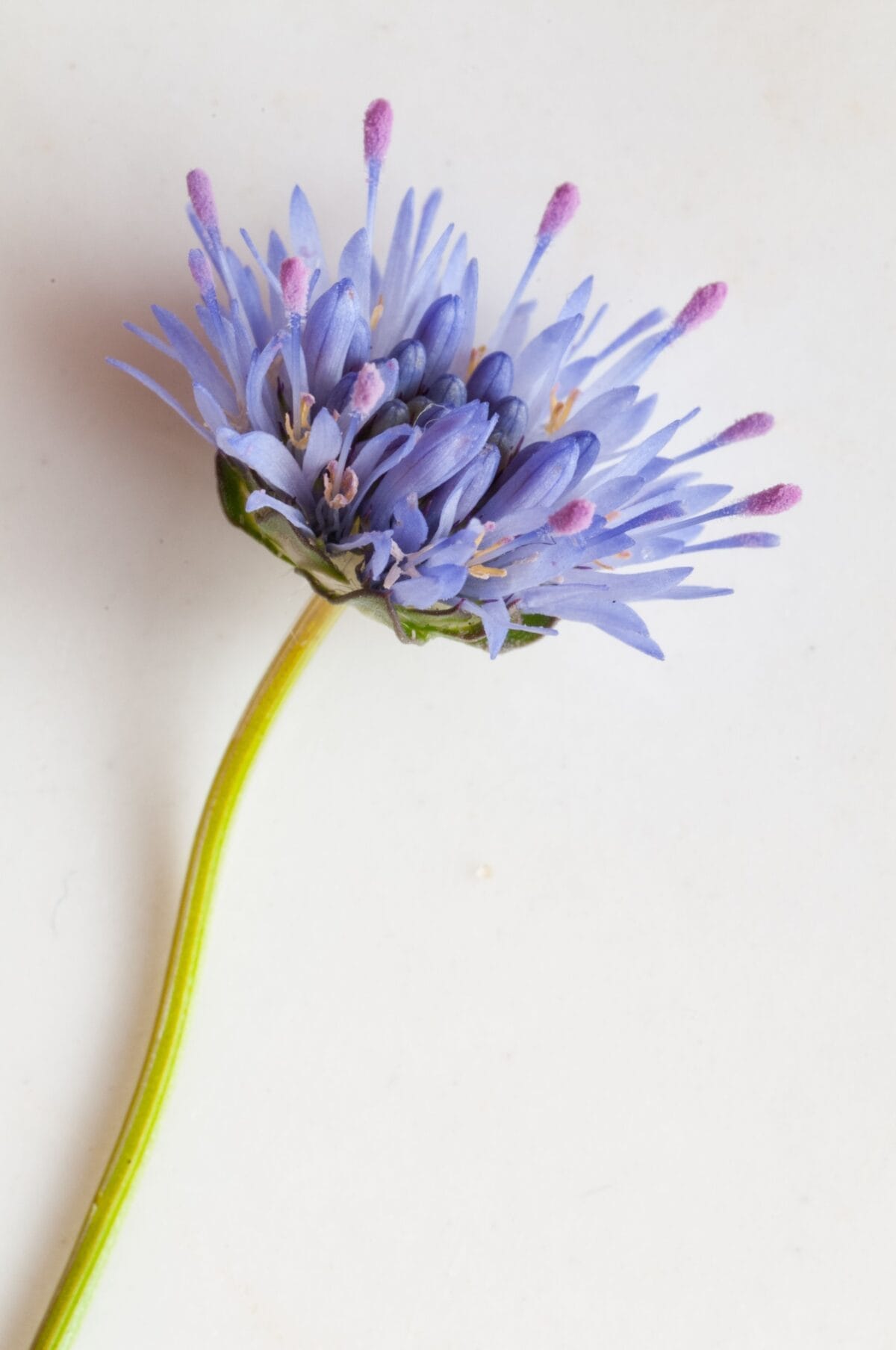 Close up of a delicate blue flower, St. Helier