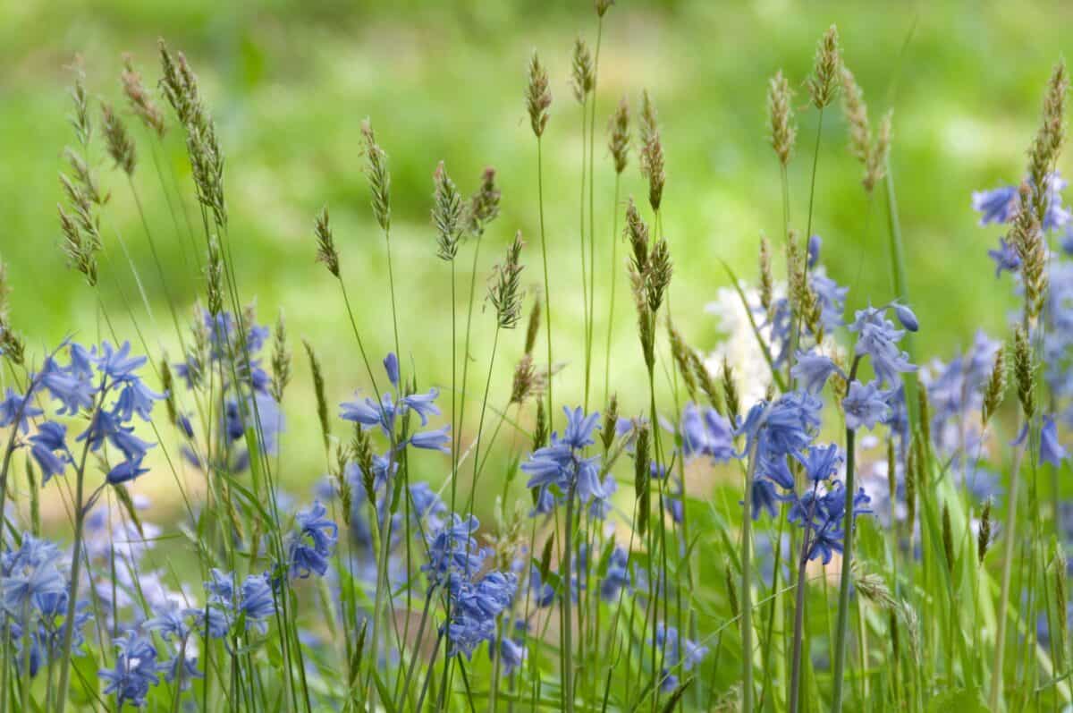 Bluebells and wild grasses in the hedgerow at Waterworks Valley