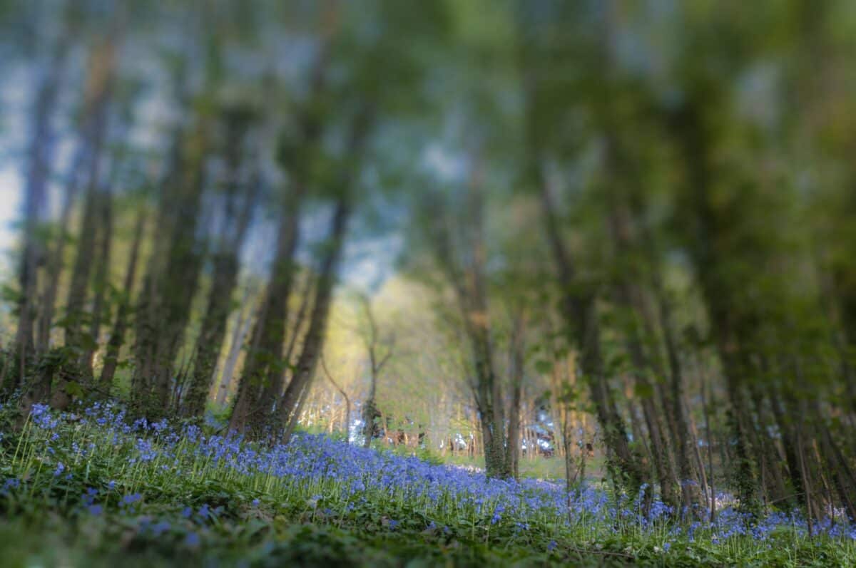 Bluebells in the woods at Waterworks Valley, St. Lawrence