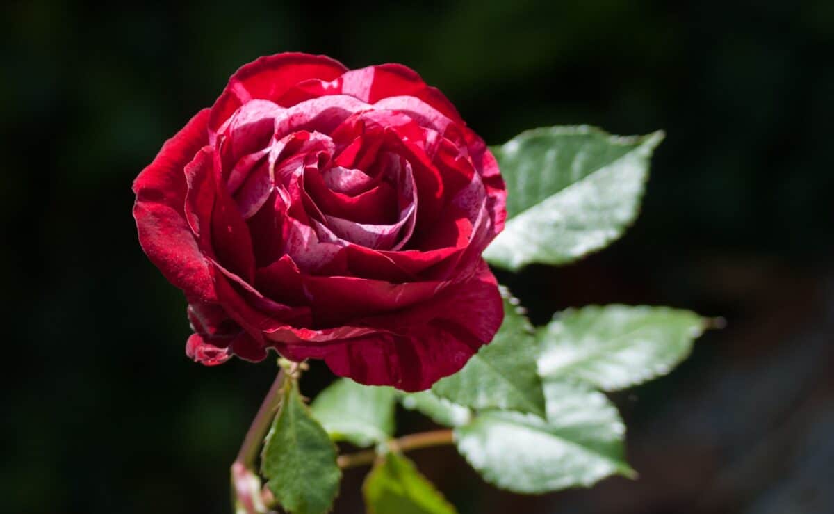 Burgundy rose at Jersey Zoo (Durrell), Trinity, Jersey