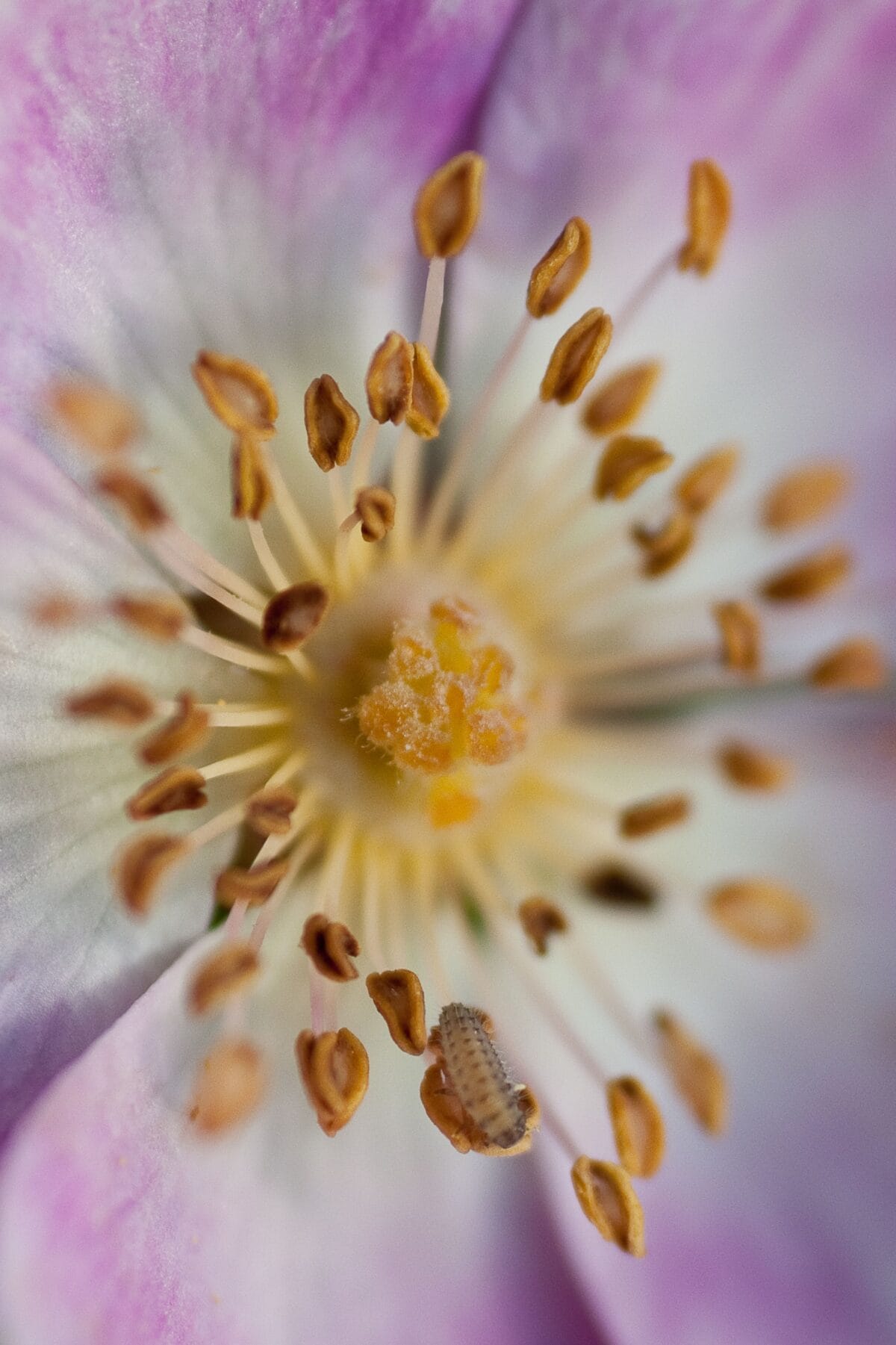 Wild burnett rose at Les Blanches Banques (The Sand Dunes)