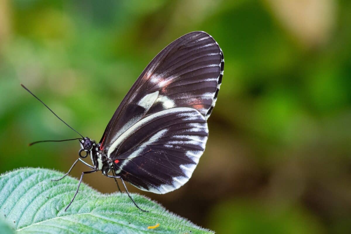 Butterfly at Jersey Zoo (Durrell), Trinity, Jersey