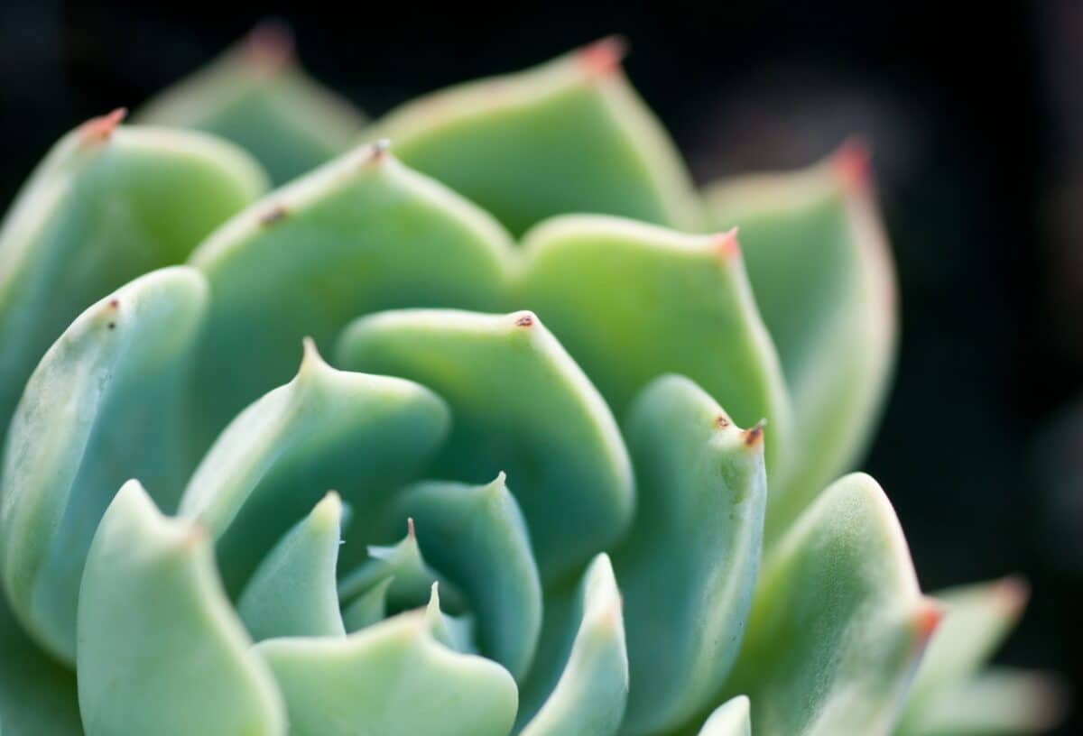Cactus at Samarès Manor, St. Clement, Jersey, Channel Islands