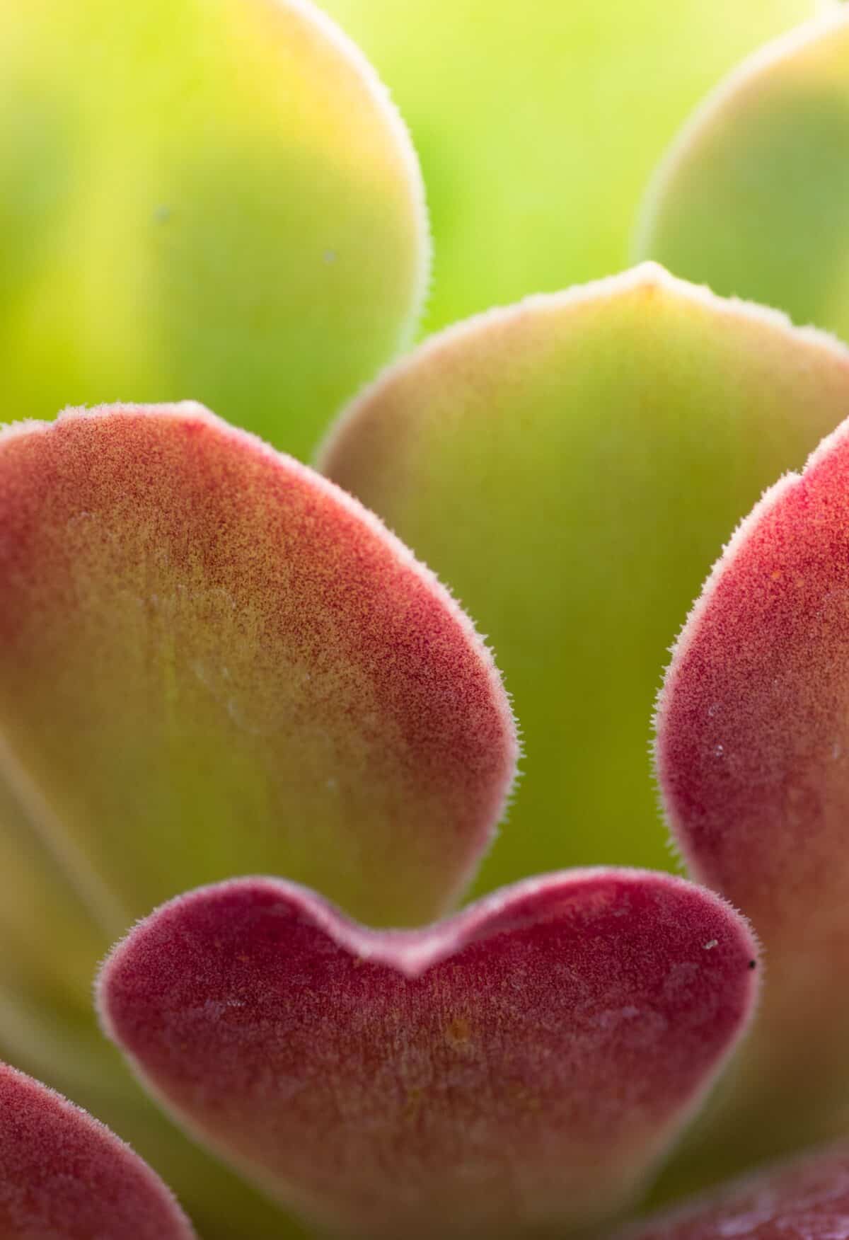 Cactus at Samarès Manor, St. Clement, Jersey, Channel Islands