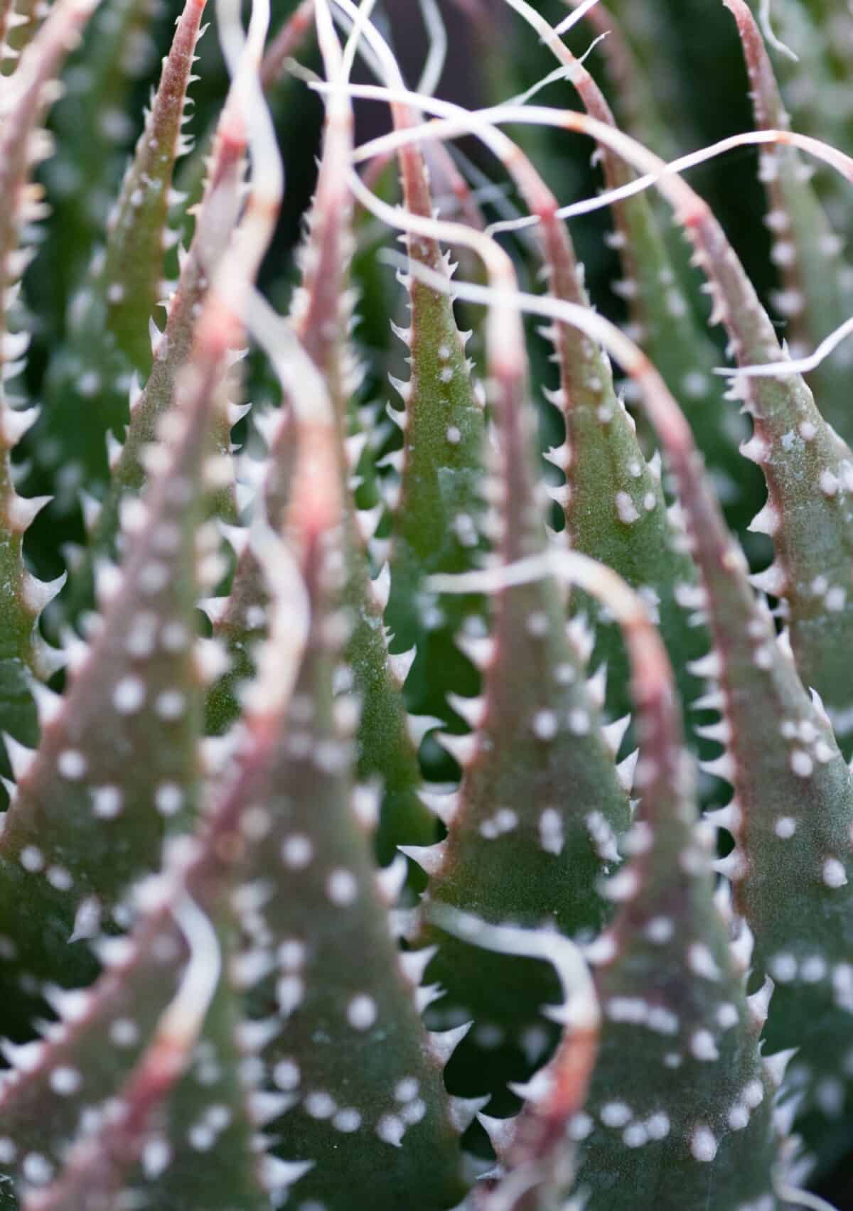 Cactus at Samarès Manor, St. Clement, Jersey, Channel Islands