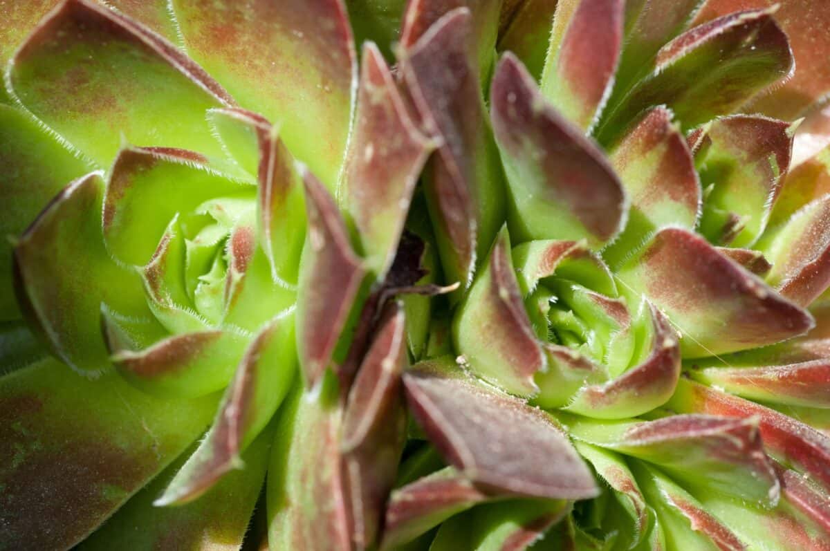 Cactus plants at Holme Grown, Grouville, Jersey