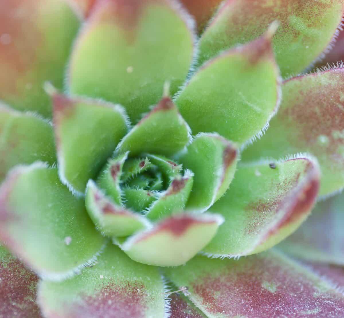 Cactus plants at Holme Grown, Grouville, Jersey
