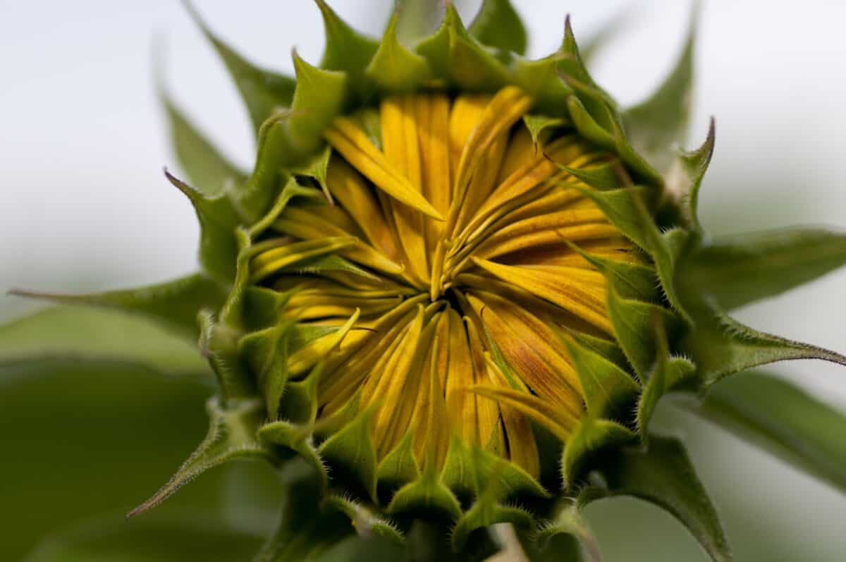 Closed yellow and green sunflower, St. Helier, Jersey
