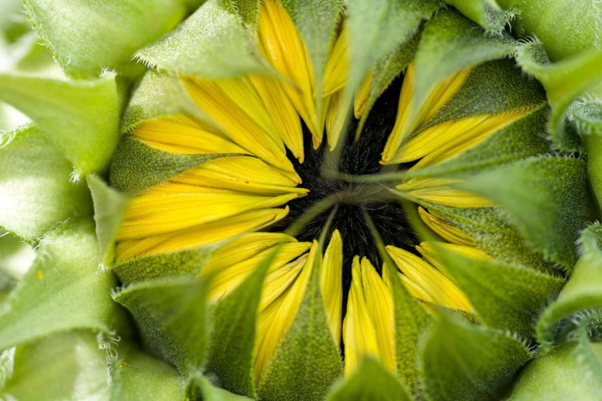Closed yellow and green sunflower, St. Helier, Jersey
