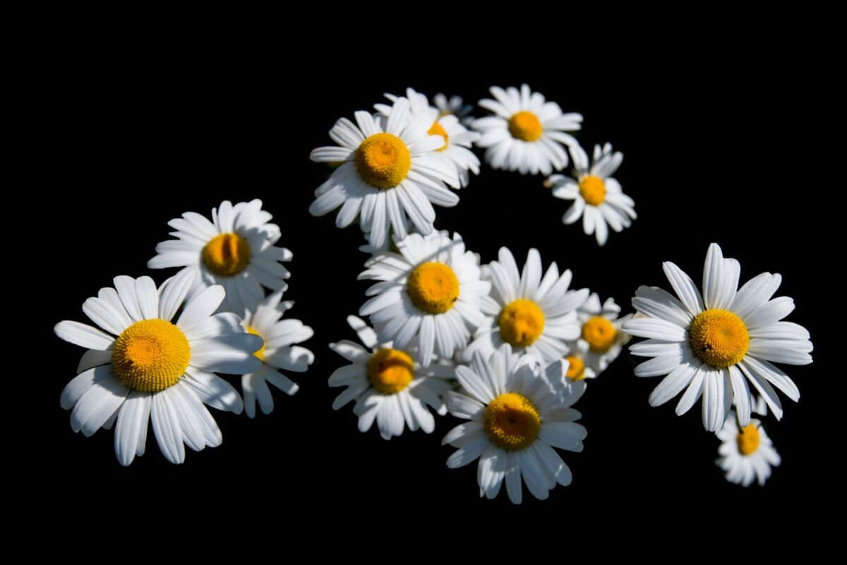 Daisies with a black background, Bouley Bay, Trinity, Jersey