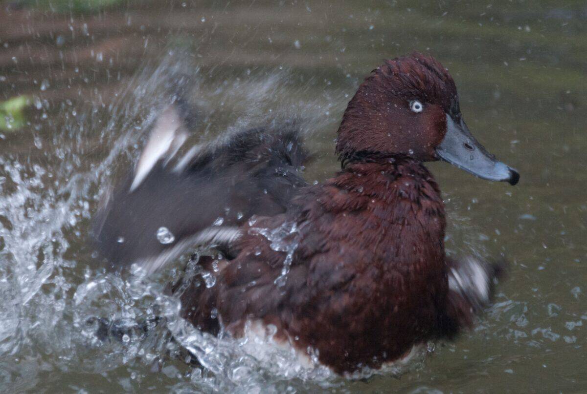 Duck having a wash at Jersey Zoo (Durrell), Trinity, Jersey