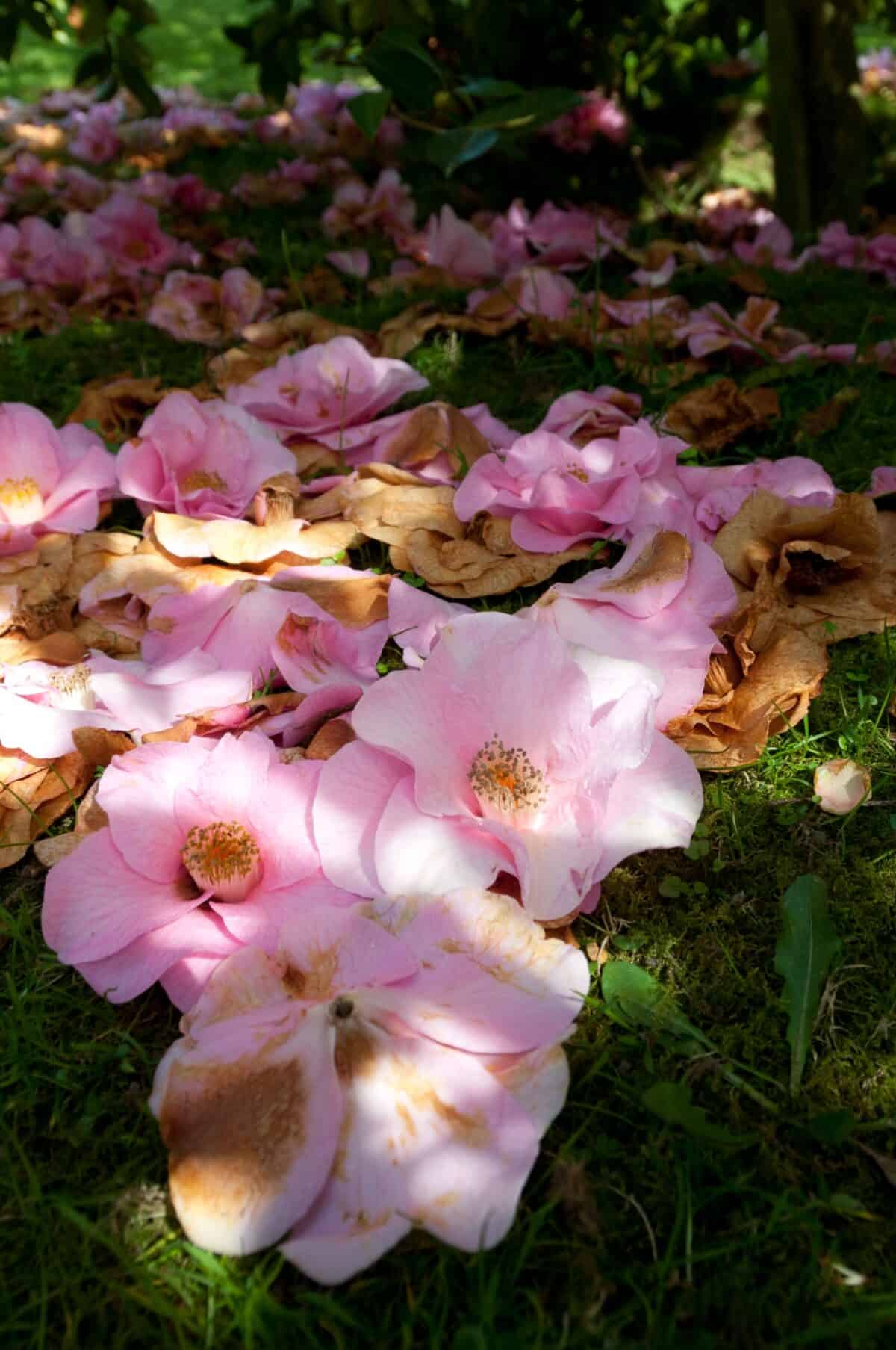 Fallen pink flowers under a bush at Lion Park, St. Lawrence