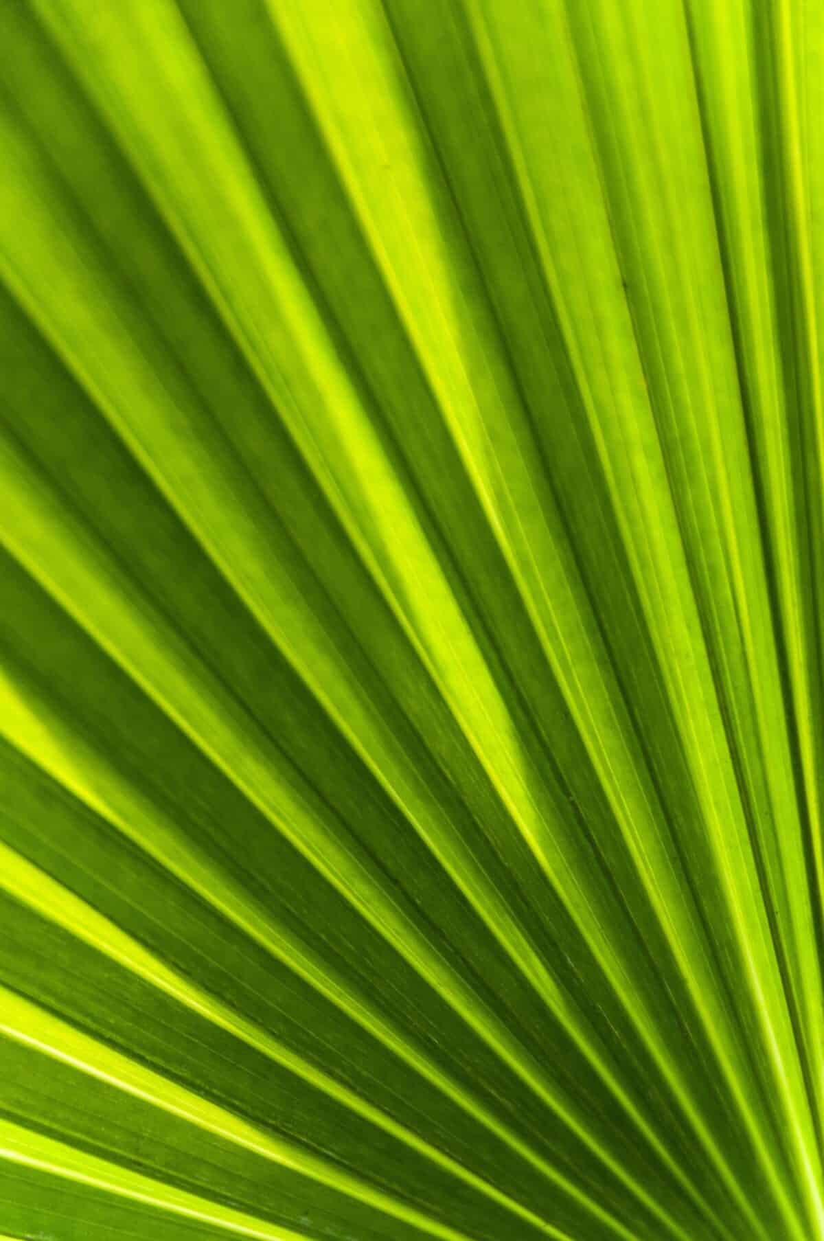 Fanned palm leaf at Jersey Zoo (Durrell), Trinity, Jersey