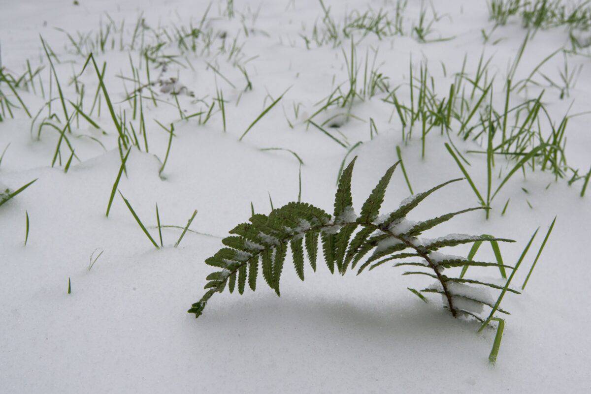 A little fern leaf poking through the snow at Waterworks Valley