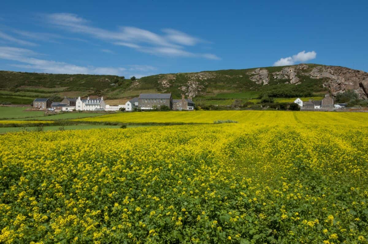 Field full of yellow rapeseed at L'Etacq, St. Ouen, Jersey