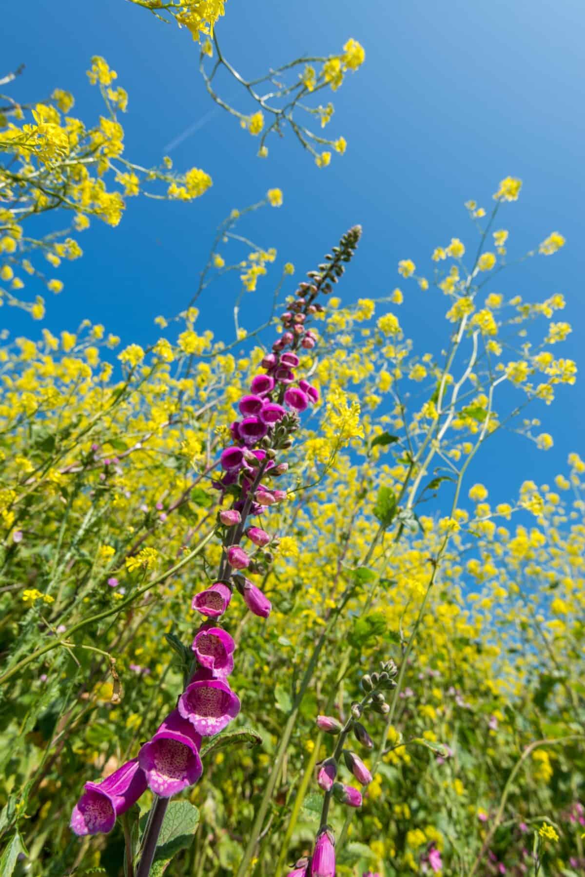 Close up of foxgloves and rapeseed against  blue sky, Jersey